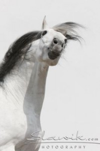 Obrazek