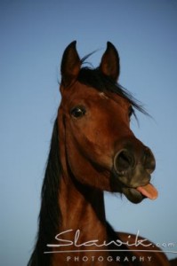 Obrazek