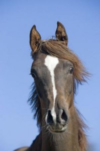 Obrazek