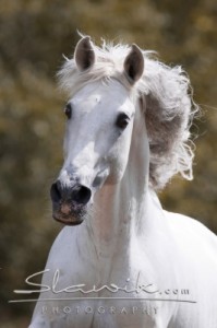 Obrazek